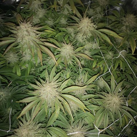 Orange cookie chem 2nd grow growlog timeline photo