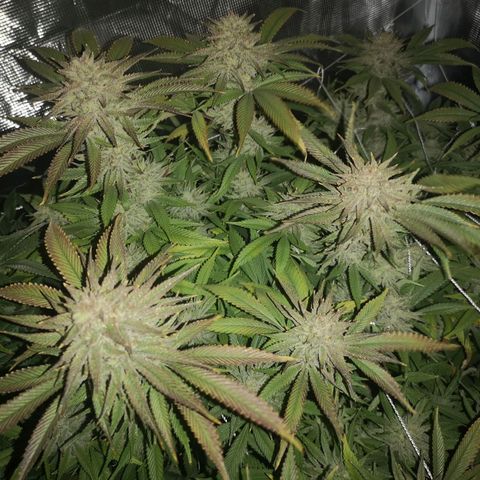 Orange cookie chem 2nd grow growlog timeline photo