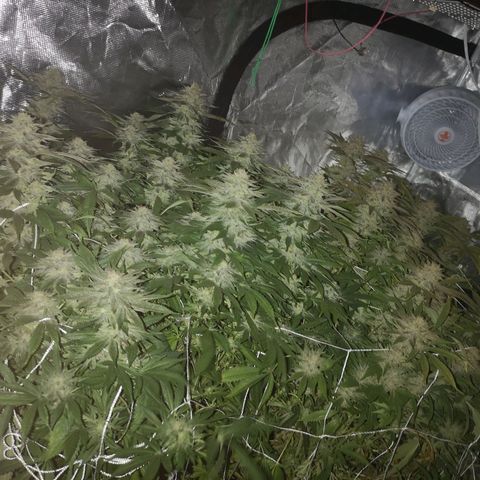 Orange cookie chem 2nd grow growlog timeline photo