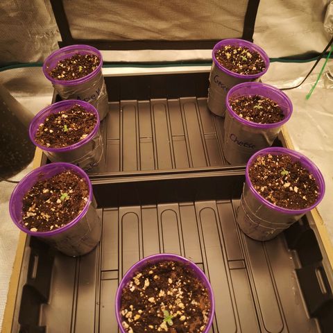 Grandpas cookies r1 growlog timeline photo