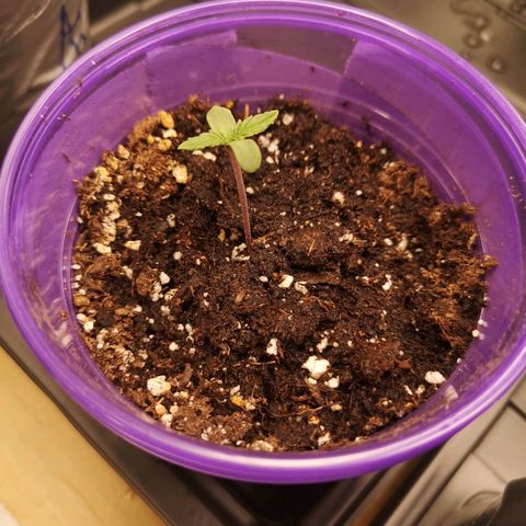Cheese 2nd grow growlog timeline photo