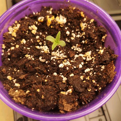 Crescendo rbx 1 growlog timeline photo