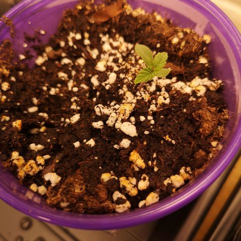 Grandpas cookies r1 growlog timeline photo