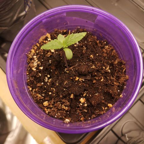 Cheese 2nd grow growlog timeline photo