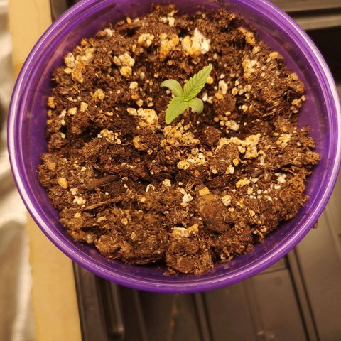 Crescendo rbx 1 growlog timeline photo