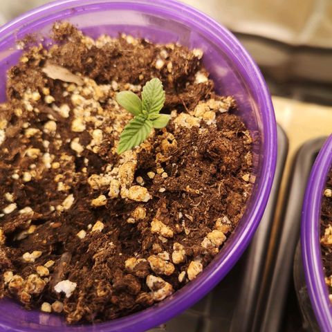 Grandpas cookies r1 growlog timeline photo