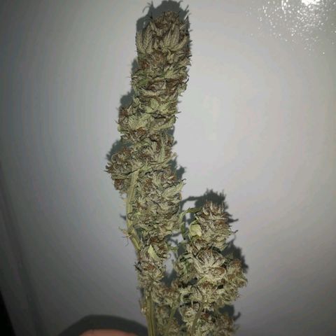 Blueberry cookies 2nd grow 2 growlog timeline photo