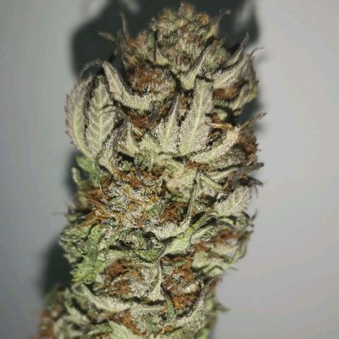 Blueberry cookies 2nd grow 2 growlog timeline photo