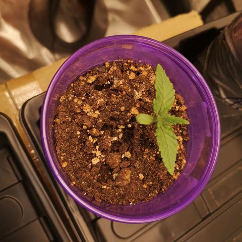 Cheese 2nd grow growlog timeline photo