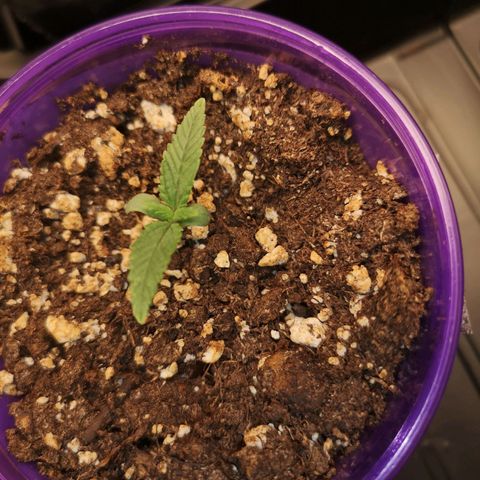 Crescendo rbx 1 growlog timeline photo