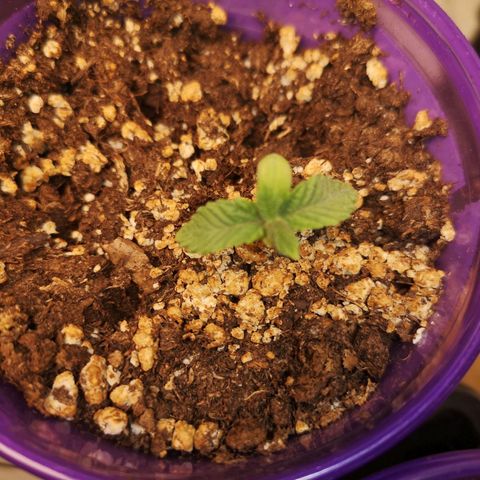 Grandpas cookies r1 growlog timeline photo