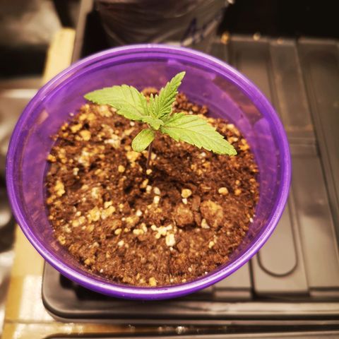 Cheese 2nd grow growlog timeline photo