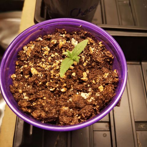 Crescendo rbx 1 growlog timeline photo