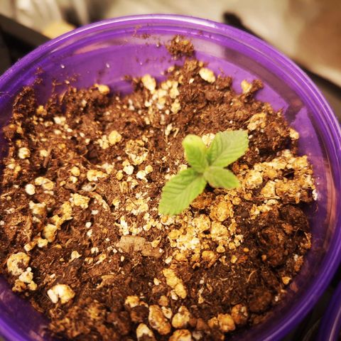 Grandpas cookies r1 growlog timeline photo