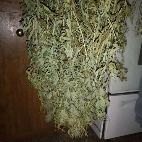 Orange cookie chem 2nd grow growlog timeline photo
