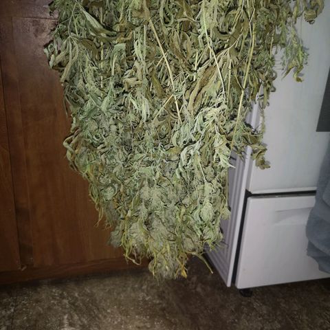 Orange cookie chem 2nd grow growlog timeline photo