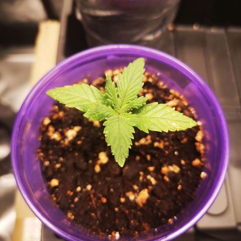Cheese 2nd grow growlog timeline photo