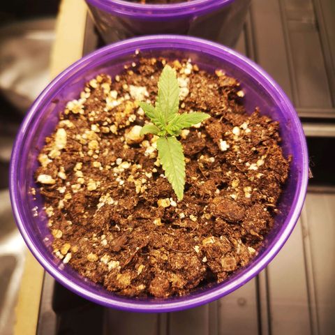 Crescendo rbx 1 growlog timeline photo