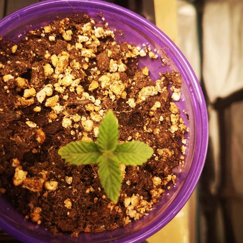 Grandpas cookies r1 growlog timeline photo