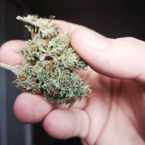 Blueberry cookies 2nd grow growlog timeline photo