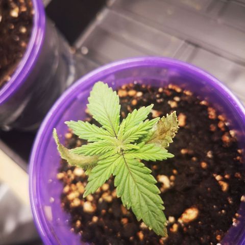 Cheese 2nd grow growlog timeline photo