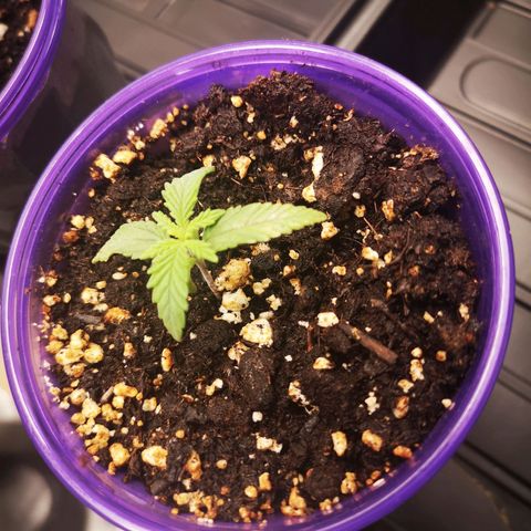 Crescendo rbx 1 growlog timeline photo