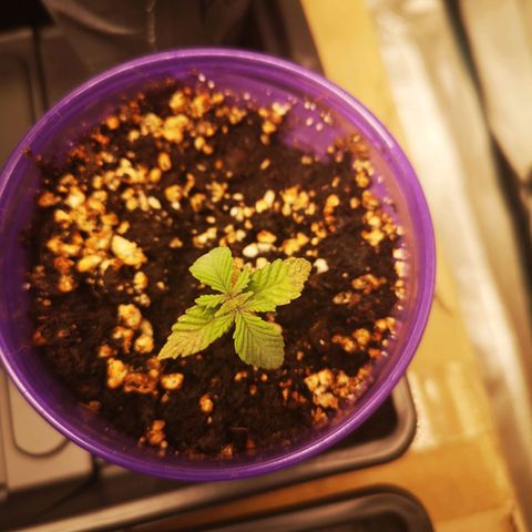 Grandpas cookies r1 growlog timeline photo