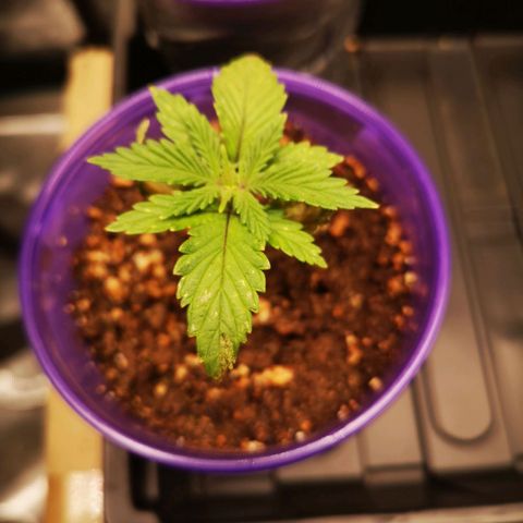 Cheese 2nd grow growlog timeline photo