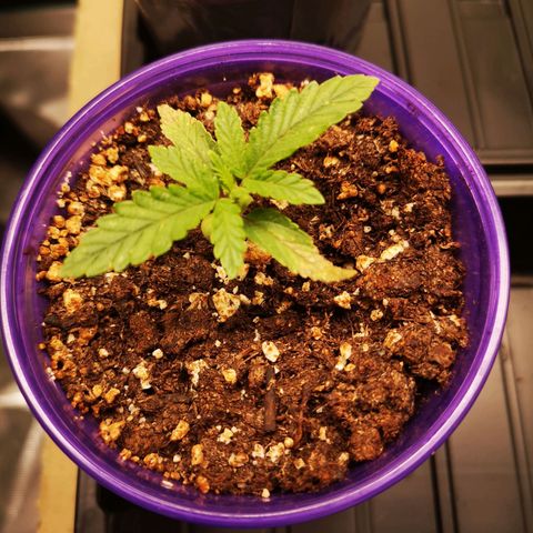 Crescendo rbx 1 growlog timeline photo
