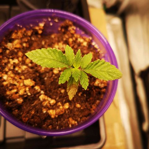 Grandpas cookies r1 growlog timeline photo