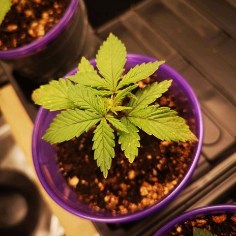 Cheese 2nd grow growlog timeline photo