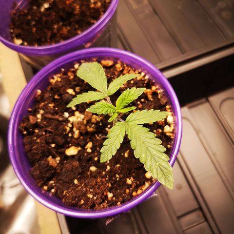 Crescendo rbx 1 growlog timeline photo