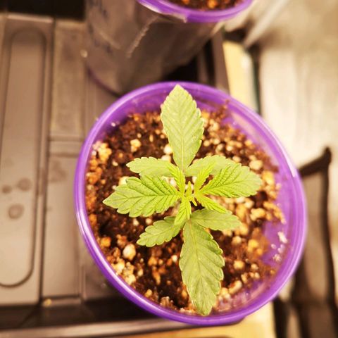 Grandpas cookies r1 growlog timeline photo