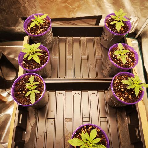 Grandpas cookies r1 growlog timeline photo