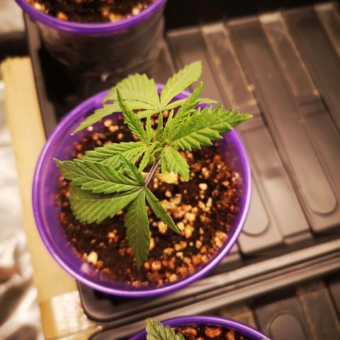 Cheese 2nd grow growlog timeline photo
