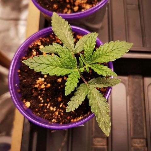 Crescendo rbx 1 growlog timeline photo