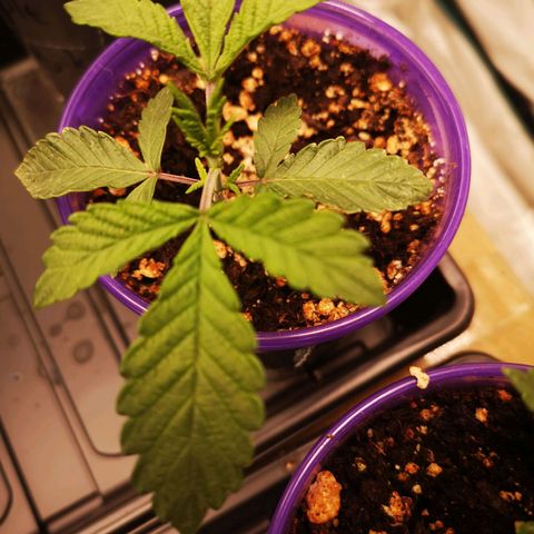 Grandpas cookies r1 growlog timeline photo