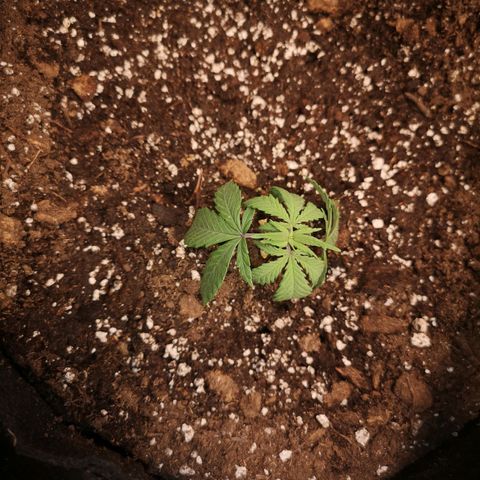 Cheese 2nd grow growlog timeline photo