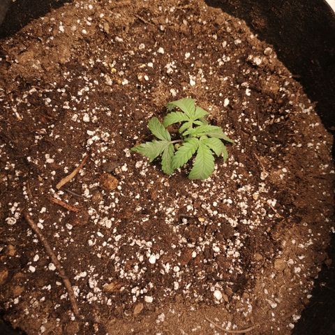 Crescendo rbx 1 growlog timeline photo