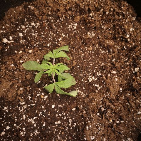 Grandpas cookies r1 growlog timeline photo