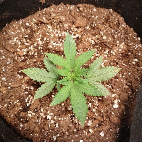 Cheese 2nd grow growlog timeline photo