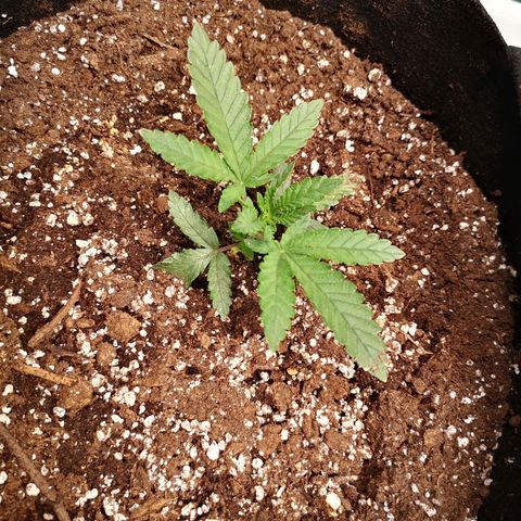 Crescendo rbx 1 growlog timeline photo