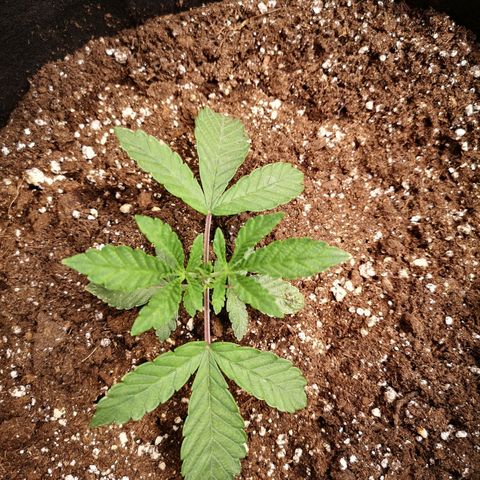 Grandpas cookies r1 growlog timeline photo