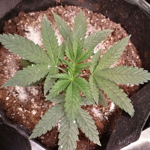 Cheese 2nd grow growlog timeline photo