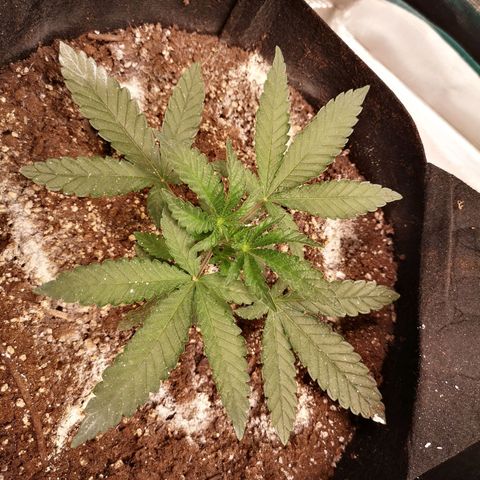 Crescendo rbx 1 growlog timeline photo