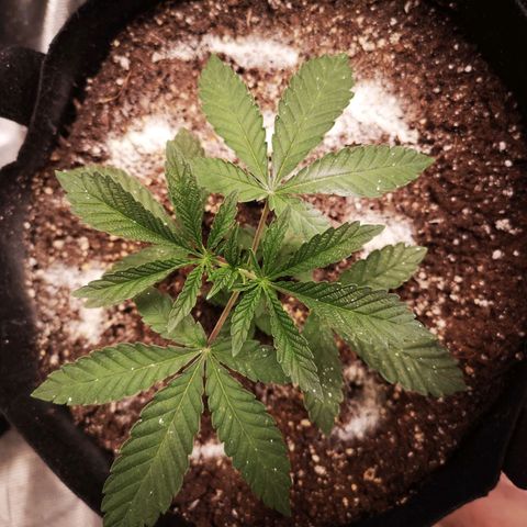 Grandpas cookies r1 growlog timeline photo