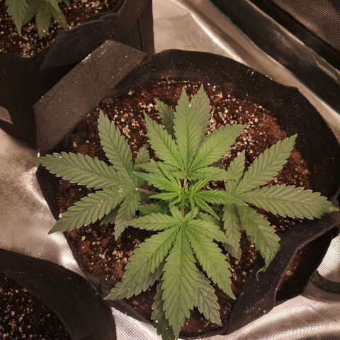 Cheese 2nd grow growlog timeline photo