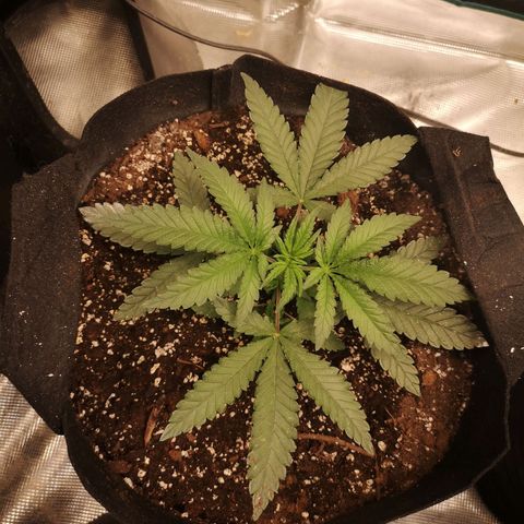 Crescendo rbx 1 growlog timeline photo