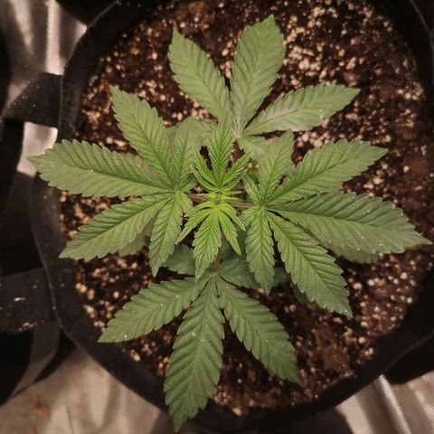 Grandpas cookies r1 growlog timeline photo