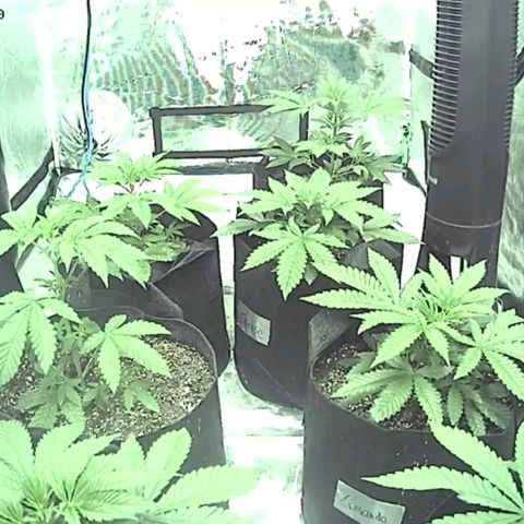 Grandpas cookies r1 growlog timeline photo